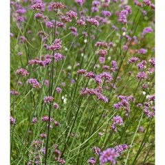 Verbena (Verbena bonariensis) - comprar online