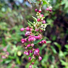 Zarzaparrilla Colorada (Muehlenbeckia sagittifolia)