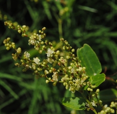 Zarzaparrilla Colorada (Muehlenbeckia sagittifolia) - comprar online