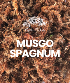 Musgo Sphagnum