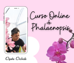 Curso Online de Phalaenopsis