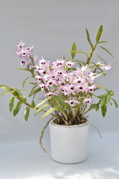 Dendrobium tipo Nobile GRANDE