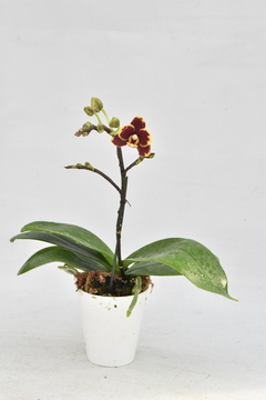 Phalaenopsis MINI - comprar online