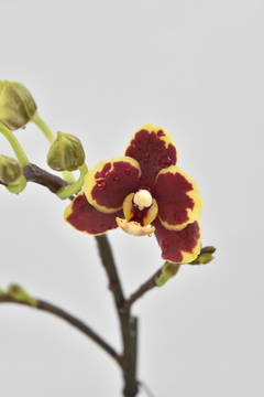 Phalaenopsis MINI doble - comprar online