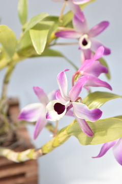 Dendrobium tipo Nobile - comprar online