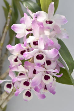 Dendrobium tipo Nobile en troco - comprar online