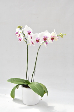 Phalaenopsis Semialba Doble - Ogata Orquideas