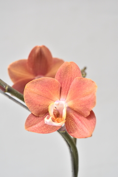 Phalaenopsis Naranja oscuro Doble en internet