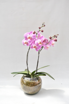 Phalaenopsis Rosa Doble