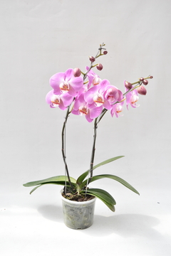 Phalaenopsis Rosa Doble en internet