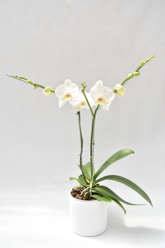 Phalaenopsis Blanca Doble - Ogata Orquideas