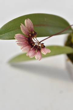 Bulbophyllum lepidum - comprar online