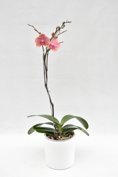 Phalaenopsis Coral