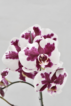 Phalaenopsis Línea premium - comprar online