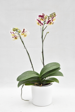 Phalaenopsis Doble en internet