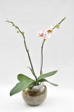 Phalaenopsis Doble en internet