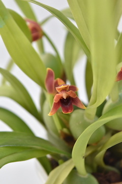 Maxillaria