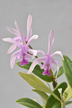 Cattleya intermedia - comprar online