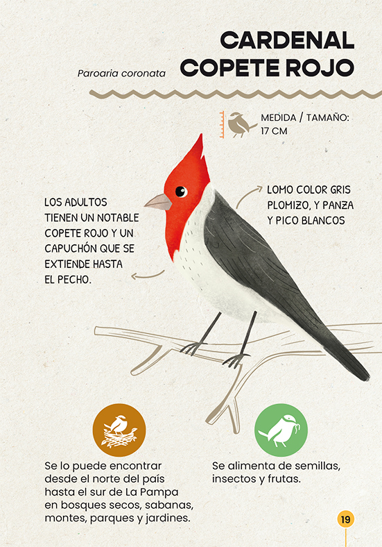 Guía De Campo Para Aves De Ciudad - Fundación De La Tierra en internet