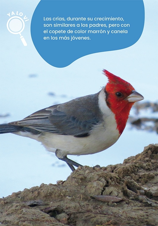 Guía de campo para aves de ciudad en internet