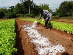 Harina De Hueso Fertilizante Organico - Nuevo Vivero Hanasono