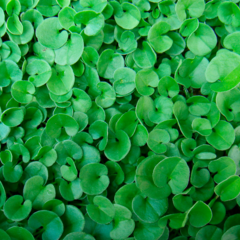 Semillas de césped Dichondra