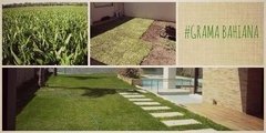 Grama bahiana siempre verde (con rye grass) x m² - Nuevo Vivero Hanasono