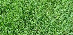 Semillas De Cesped - Festuca Excel Ii X 1 Kg. - comprar online