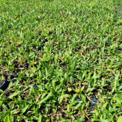 Bandeja por 72 plantines de Grama bahiana en internet