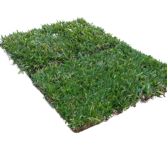 Grama bahiana siempre verde (con rye grass) x m² - comprar online