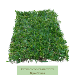 Grama siempre verde (con rye grass) x m²