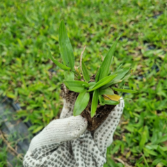 Bandeja por 72 plantines de Grama bahiana - Nuevo Vivero Hanasono