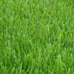 Semillas De Cesped - Rye Grass Anual X 1 Kg.