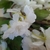 Guia flor Artificial Cerezo Blanco 1,80 m - Guirnaldas Vip