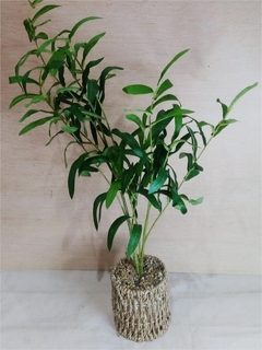 PLANTA ARTIFICIAL "GLAM" SEAGRASS