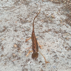 Lagarto Marajoara Pa - loja online