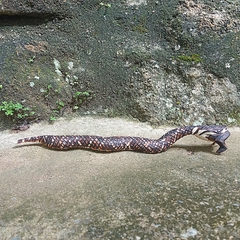 Cobra Guarani Sp