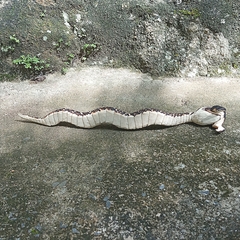 Cobra Guarani Sp - Sambaki Brasil
