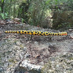 Lagarto Zé Crente na internet