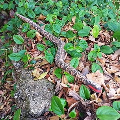 Imagem do Cobra Zé Crente Al