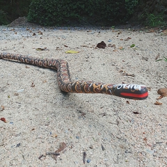 Cobra Zé Crente Al - loja online