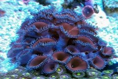 Palythoa Purple Death Coral - comprar online