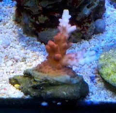 Acropora Austera Rose Yellow Tips