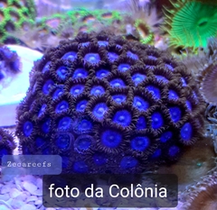 Zoanthus Super Blue