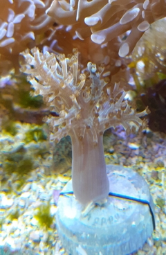 Kenia Tree coral