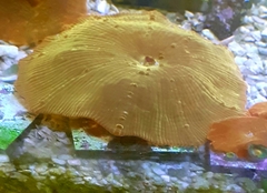 Mushroom Gold