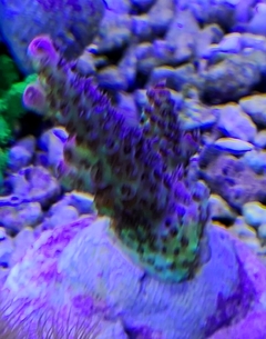 Acropora Red Planet
