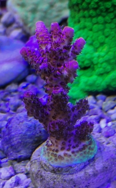 acropora Red Planet
