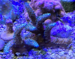 Acropora Turquoise blue tips