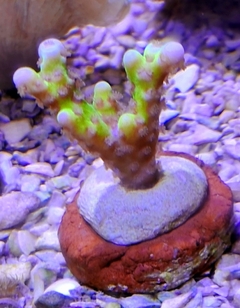 Slime ball anacropora